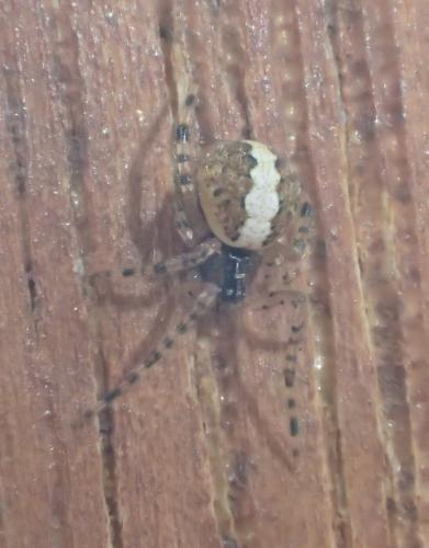 Réf. 225 224 : Theridion sp.